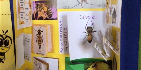 Powiększ grafikę: Ciekawostki o pszczołach w lapbooku.