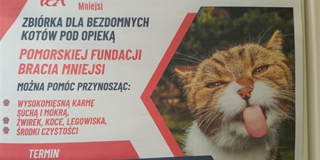 Koty, kotki, koteczki.