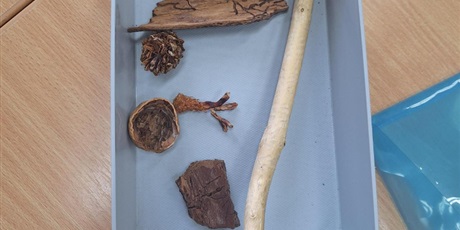 Powiększ grafikę: Leśne skarby.