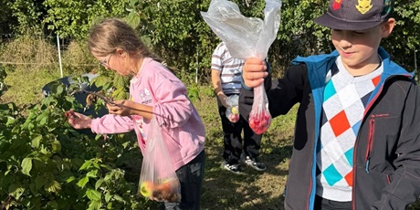 Powiększ grafikę: Zbieranie malin.